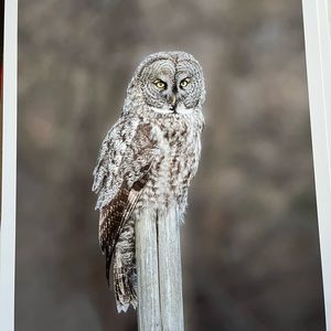 Great Grey Owl 13x19 print with thin border to frame